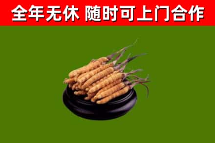 祁连回收散虫草