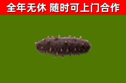 祁连回收海参干